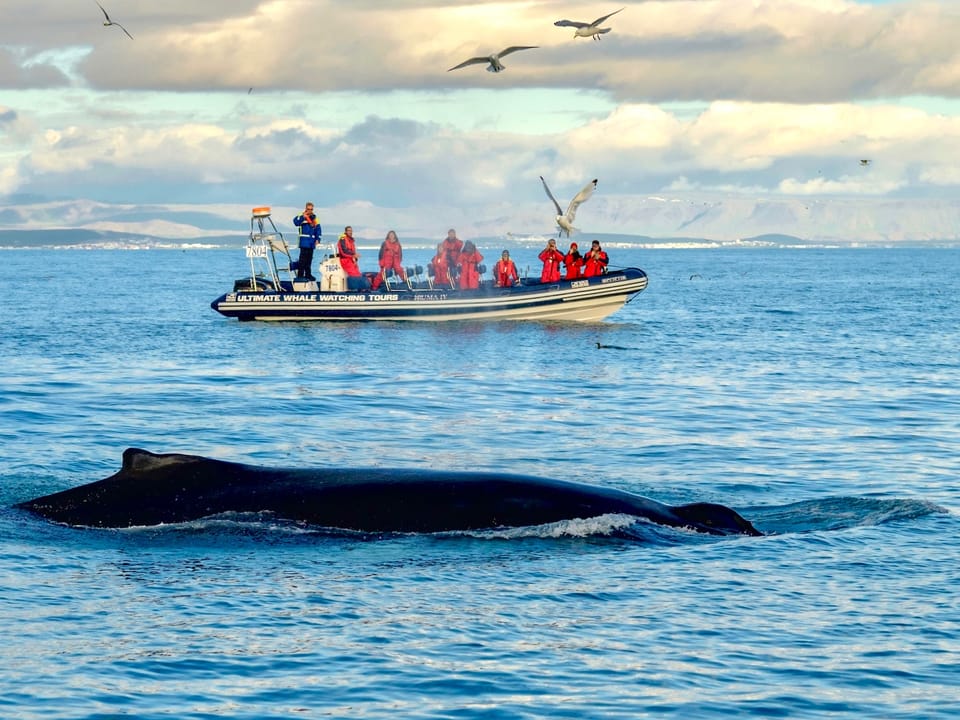 Reykjavík Premium Whale Watching — Elding Adventure at Sea