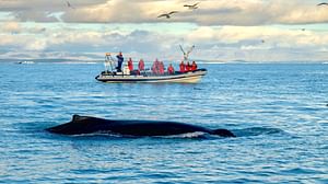 Reykjavík Premium Whale Watching