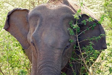 One Day Safari Tour to Bundala National Park from Colombo