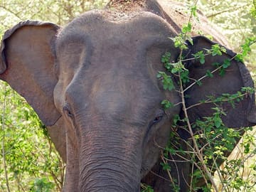 One Day Safari Experience at Bundala National Park from Colombo