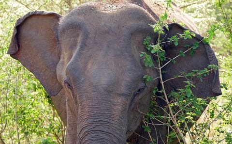 One Day Safari Experience at Bundala National Park from Colombo