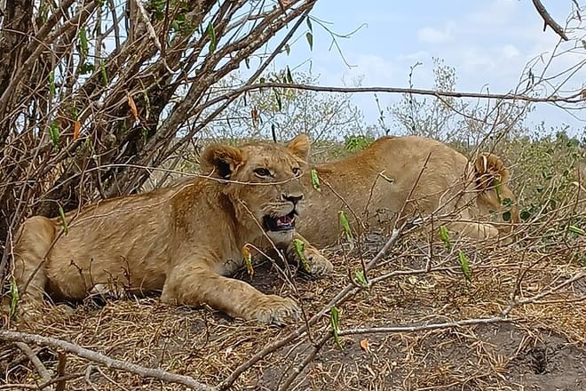 Two Days Guided Amboseli Tour 5