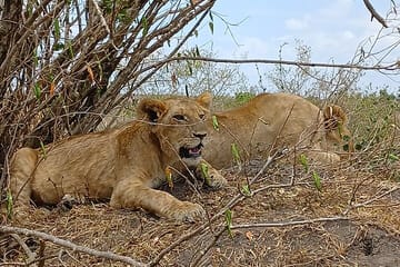 Two Days Guided Amboseli Tour