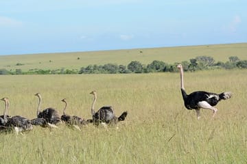 6 DAYS 5 NIGHTS MAASAI MARA,LAKE NAKURU AND AMBOSELI GROUP JOINING SAFARI