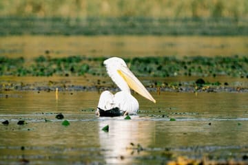 Birdwatching and Photography Tour in Skadar Lake National Park