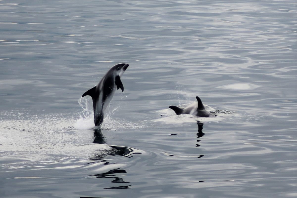 Dolphins jumping out of the ocean