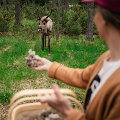 Vieraile Taava Reindeer Farmilla – aito poroelämys Rovaniemellä