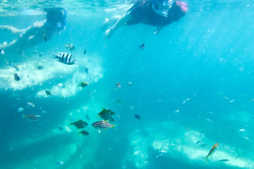 Family Snorkeling Adventure in Sydney's Aquatic Reserve