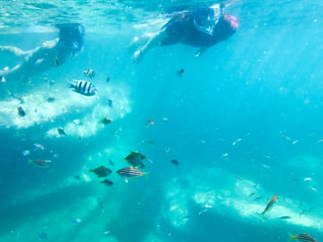 Family Snorkeling Adventure in Sydney's Aquatic Reserve