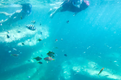 Family Snorkeling Adventure in Sydney's Aquatic Reserve