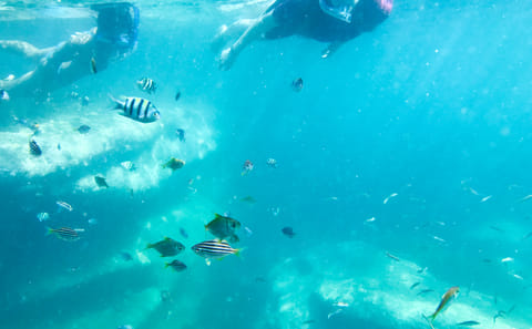 Family Snorkeling Adventure in Sydney's Aquatic Reserve