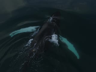 Whale Watching, photo 11