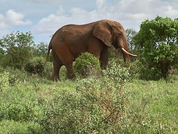 3 Days and 2 Nights Private Maasai Mara Safari