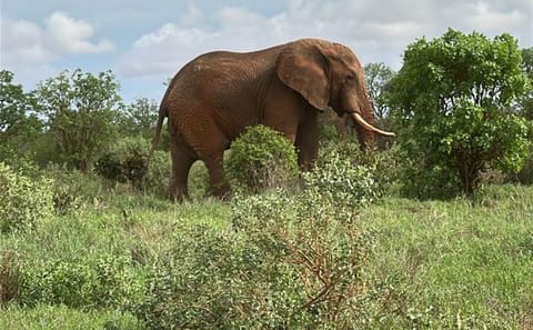 3 Days and 2 Nights Private Maasai Mara Safari