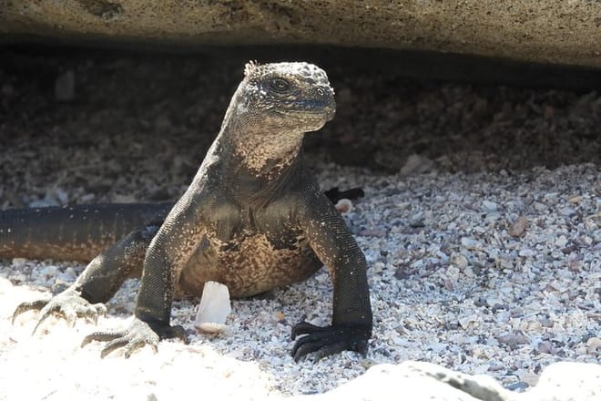 Iguana