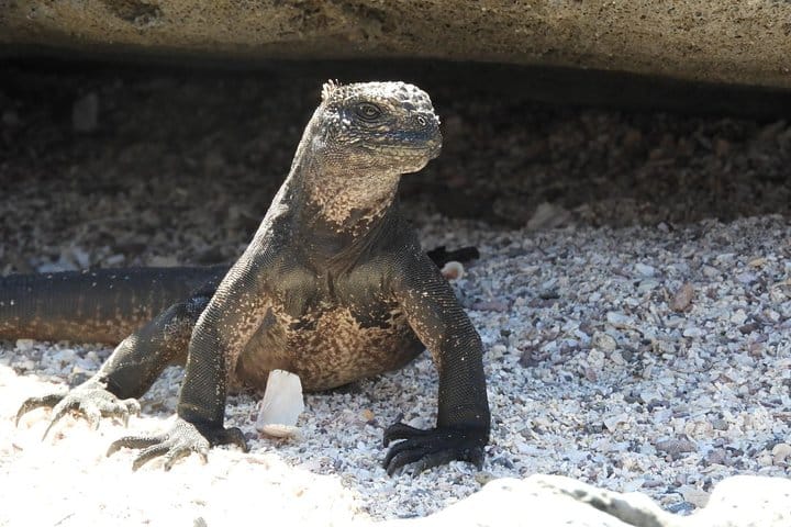 Iguana