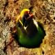 Green Emerald Toucanet Cloud Forest hanging Bridges tour