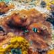 Phuket to Maya and Phi Phi Island withLunch Small Group Tour
