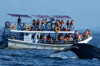 Mirissa Whale Watching Tour From Colombo 2