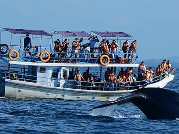 Whale Watching Tour in Mirissa from Colombo