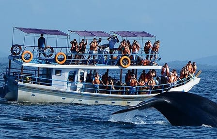 Mirissa Whale Watching Tour From Colombo