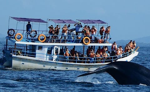 Whale Watching Tour in Mirissa from Colombo