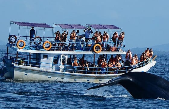 Mirissa Whale Watching Tour From Colombo