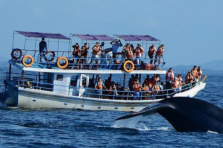 Mirissa Whale Watching Tour From Colombo 2