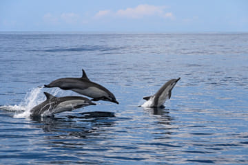 Whale Watching Adventure in Máncora, Peru