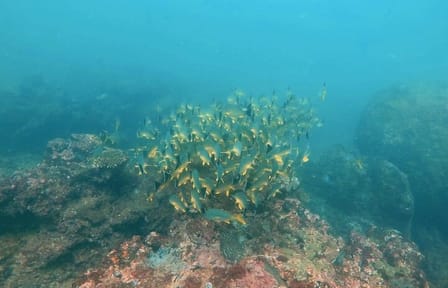Night Diving in Negombo