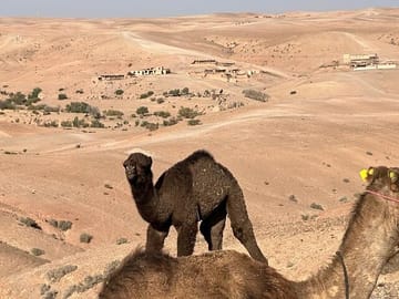 Private Camel Ride and Dinner in Agafay Desert near Marrakesh