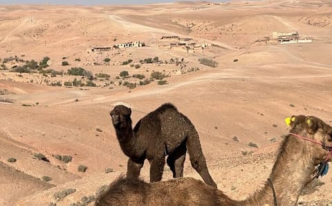 Private Camel Ride and Dinner in Agafay Desert near Marrakesh