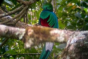 Monteverde Birdwatching Experience