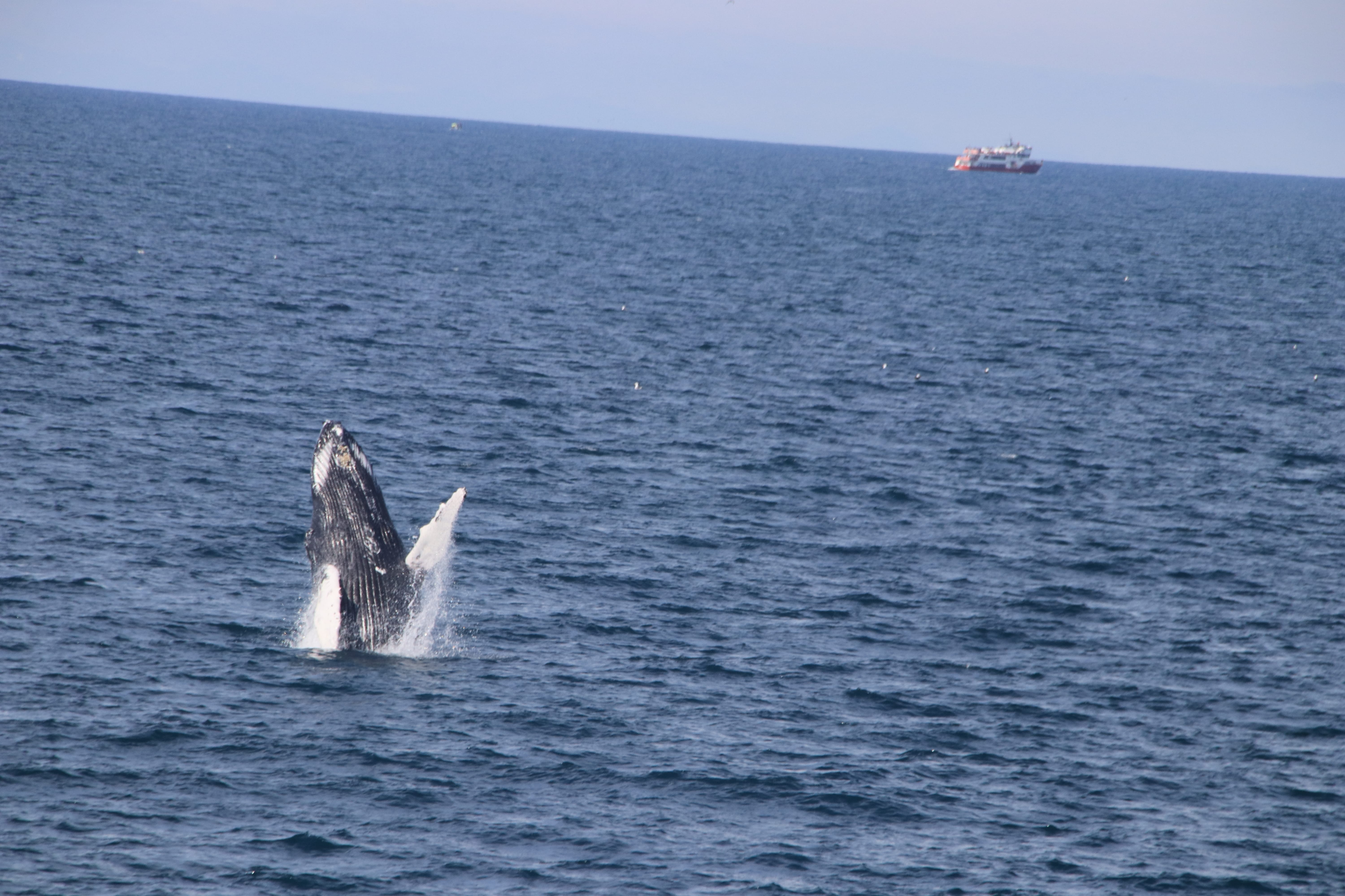 Whale breaching above the sea near Reykjavík Iceland