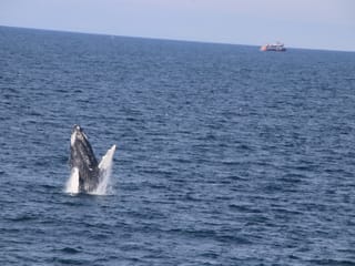 Whale breaching above the sea near Reykjavík Iceland