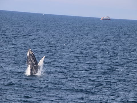Whale breaching above the sea near Reykjavík Iceland
