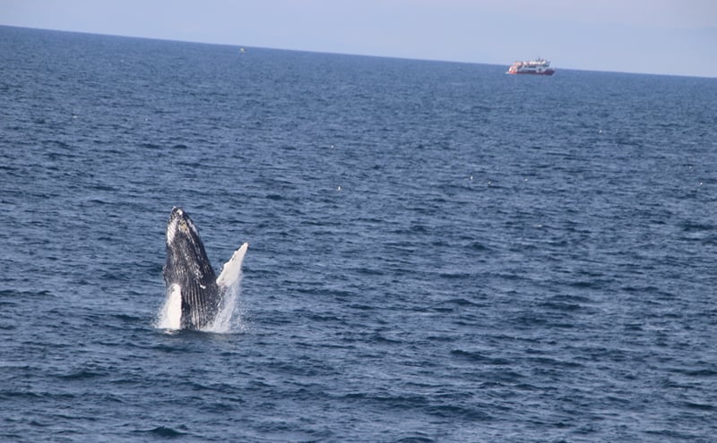 Reykjavik Evening Whale Watching Cruise in Arctic