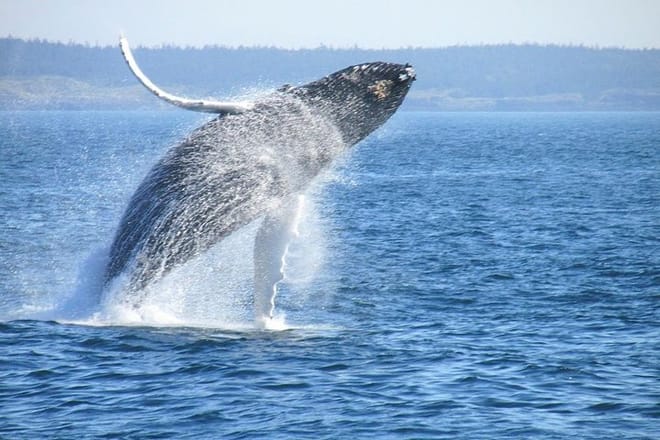 Things to do in Hermanus