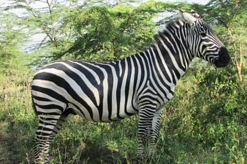 4 Days, 3 Nights Safari – Lake Nakuru and Maasai Mara Safari