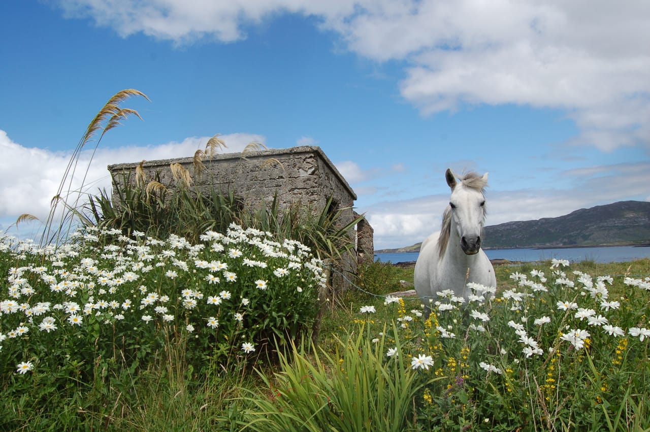 Scenic Connemara & Connemara National Park day tour departing Galway City. Guided. 6
