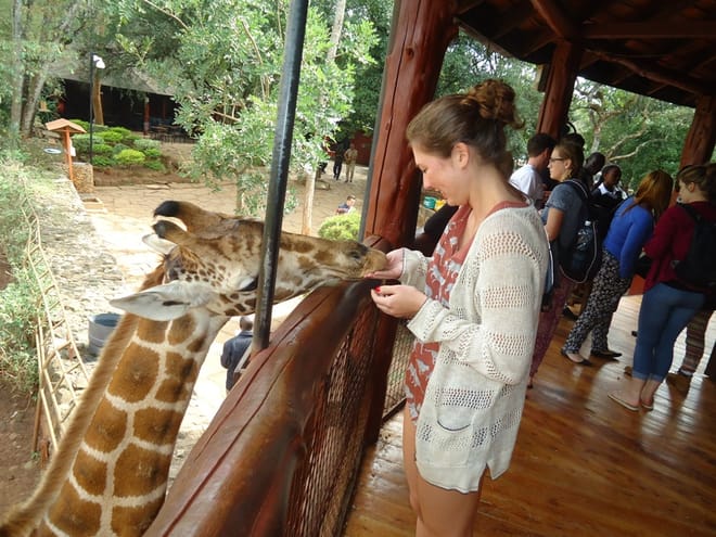 Giraffe Center Half-Day Trip from Nairobi 8