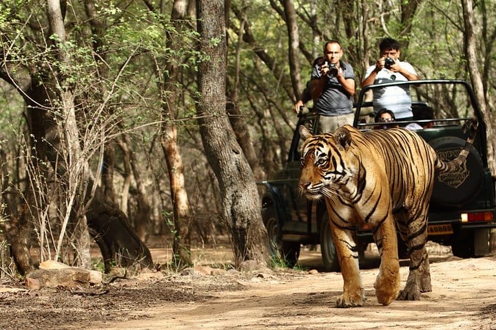 2-Night Private Ranthambore National Park with Wildlife Tour from Delhi