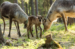 VISIT TO A TRADITIONAL REINDEER FARM IN AUTUMN