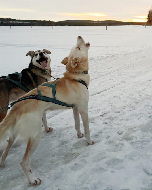 Rovaniemi: Insider Husky Sleigh Ride Adventure