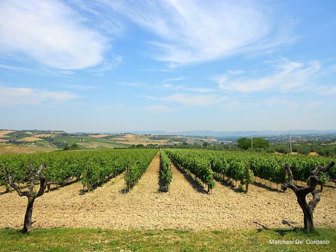 The countryside wine-growing of Marchesi de Cordano