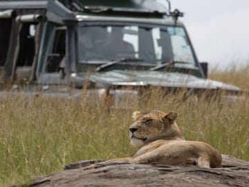 Lioness resting
