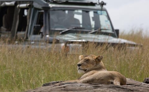 5-Day Group Tour of Masai Mara, Nakuru, and Naivasha