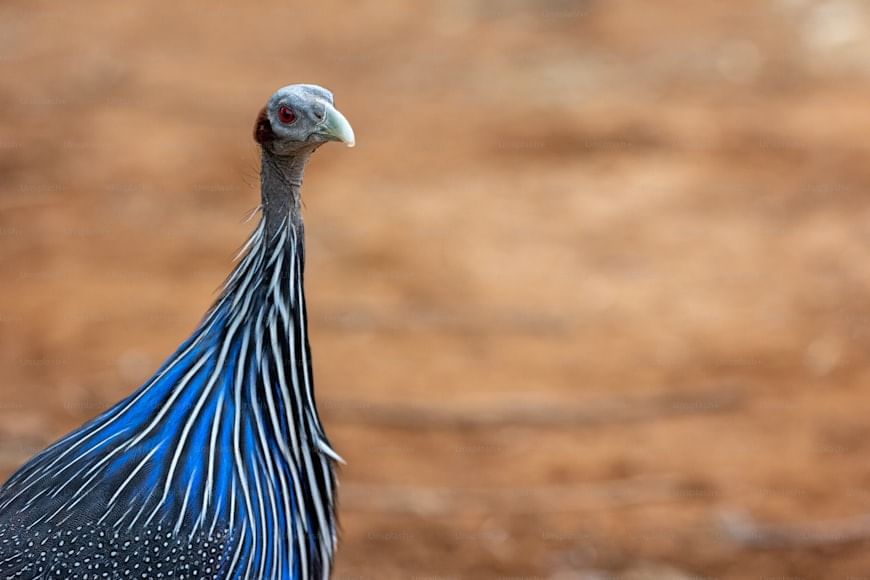 3-Day Amboseli and Tsavo West from Nairobi