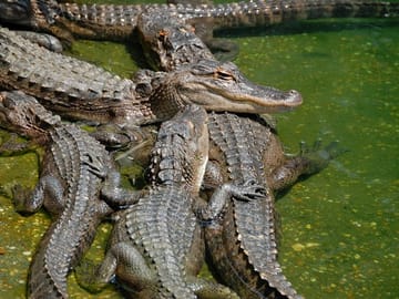 Everglades National Park Tour with Hotel Pickup from Miami