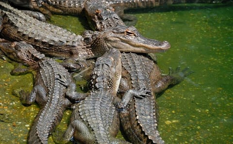 Everglades National Park Tour with Hotel Pickup from Miami
